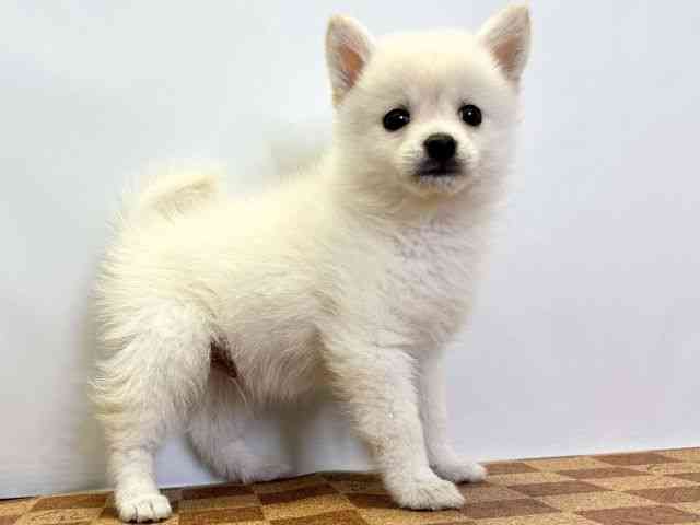 愛媛県のポメ柴/豆ポメ/ポメ豆柴(ポメラニアン×柴犬) (ひごペットフレンドリーエミフルMASAKI店/2025年9月26日生まれ/男の子/クリーム)の子犬の2枚目の画像