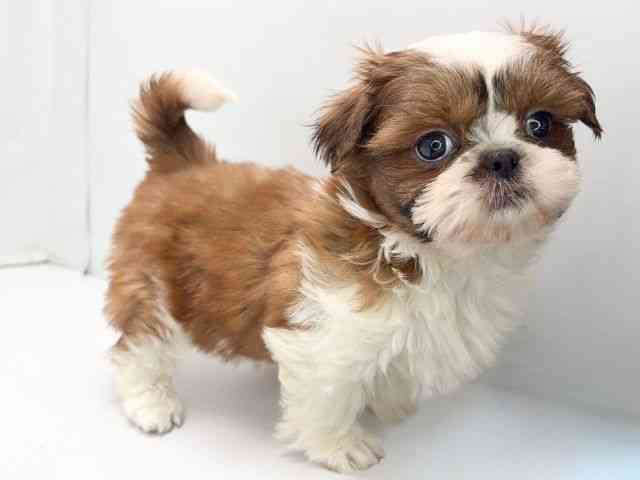 京都府のシーズー (ひごペットフレンドリー洛北阪急スクエア店/2025年9月8日生まれ/女の子/ホワイトゴールド)の子犬の2枚目の画像