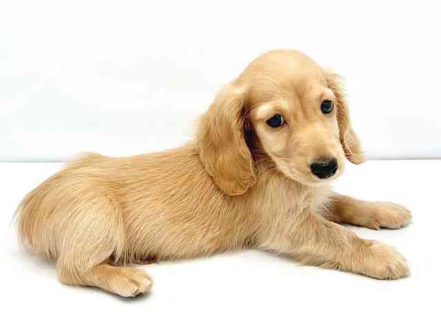 大阪府のミニチュアダックスフンド(ロング) (ひごペットフレンドリーイトーヨーカドー津久野店/2025年9月27日生まれ/男の子/ゴールド)の子犬の2枚目の画像