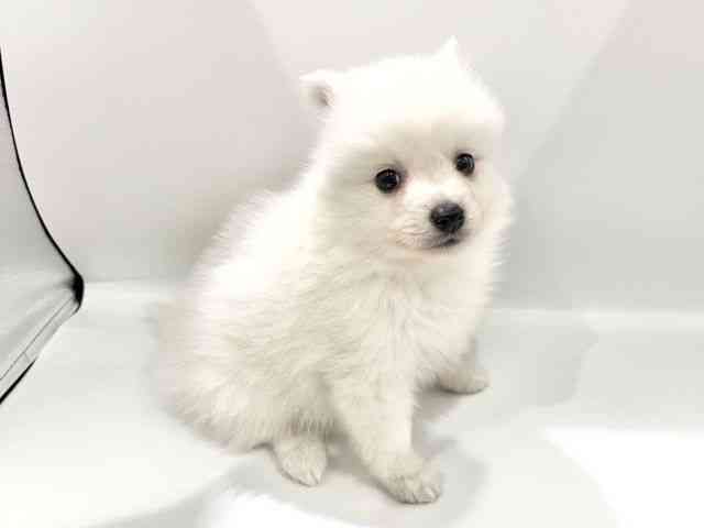 大阪府の日本スピッツ (ひごペットフレンドリーイオンタウン豊中庄内店/2025年9月20日生まれ/男の子/ホワイト)の子犬の2枚目の画像