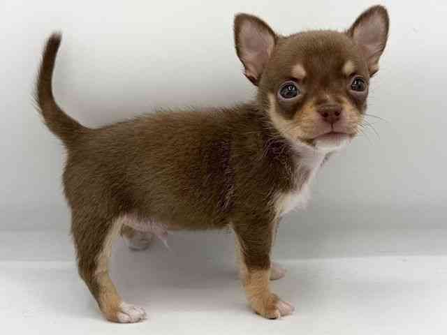 大阪府のチワワ(スムース) (ひごペットフレンドリーららぽーとEXPOCITY店/2025年9月27日生まれ/男の子/チョコレートタンホワイト)の子犬の2枚目の画像