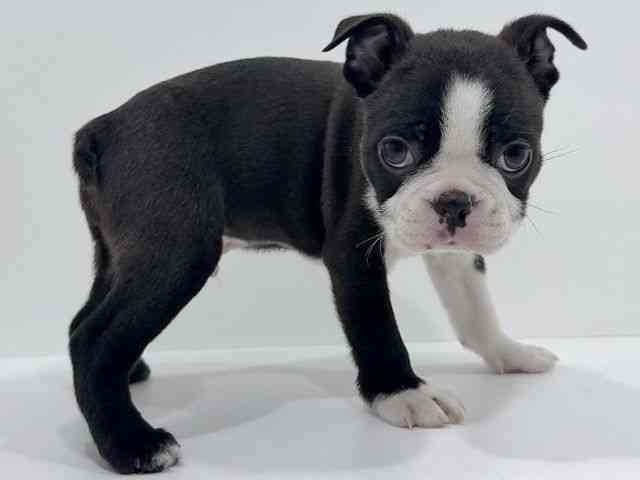 広島県のボストンテリア (ひごペットフレンドリーフジグラン神辺店/2025年9月24日生まれ/男の子/ボストンカラー)の子犬の2枚目の画像