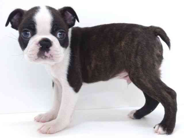 大阪府のボストンテリア (ひごペットフレンドリーいこらもーる泉佐野店/2025年9月24日生まれ/男の子/ボストンカラー)の子犬の2枚目の画像