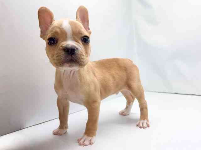 京都府のフレンチブルドッグ (ひごペットフレンドリー洛北阪急スクエア店/2025年9月26日生まれ/男の子/クリームホワイト)の子犬の2枚目の画像