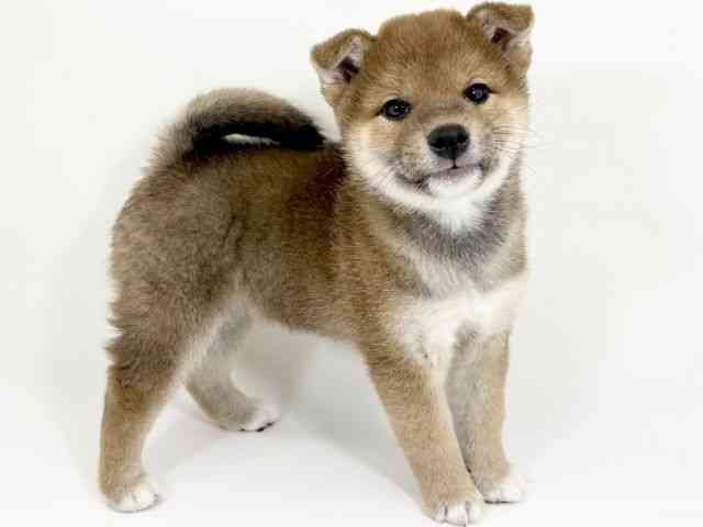 京都府の柴犬(標準サイズ) (ひごペットフレンドリーイズミヤショッピングセンター八幡店/2025年9月27日生まれ/女の子/赤)の子犬の2枚目の画像