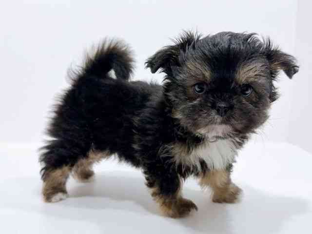 広島県のチワズー/チワシーズ(チワワ×シーズー) (ひごペットフレンドリーフジグラン神辺店/2025年9月26日生まれ/女の子/ブラックタン)の子犬の2枚目の画像