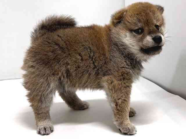 奈良県の柴犬(標準サイズ) (ひごペットフレンドリー奈良パワーシティ店/2025年9月27日生まれ/女の子/赤)の子犬の2枚目の画像