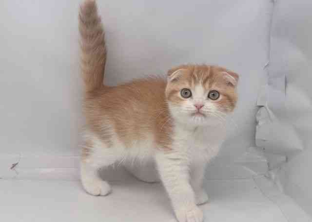 鳥取県のスコティッシュフォールド (ひごペットフレンドリーイオンモール鳥取北店/2025年9月22日生まれ/女の子/レッドタビーホワイト)の子猫の2枚目の画像