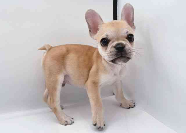 島根県のフレンチブルドッグ (ひごペットフレンドリーイオン松江ショッピングセンター店/2025年9月24日生まれ/男の子/フォーン)の子犬の2枚目の画像