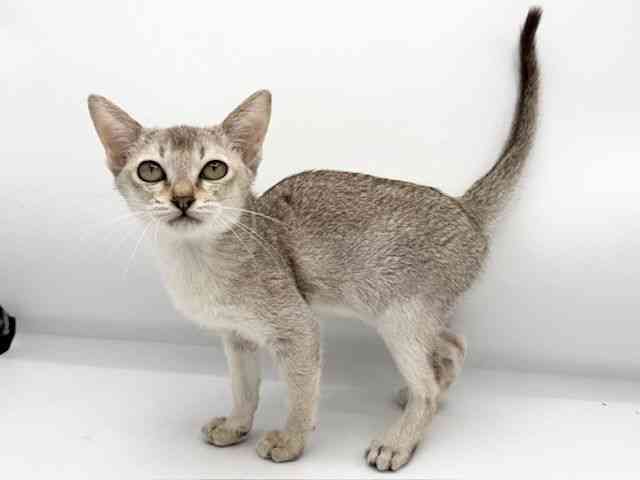 大阪府のシンガプーラ (ひごペットフレンドリーららぽーとEXPOCITY店/2025年9月10日生まれ/女の子/セピアアグーティ)の子猫の2枚目の画像