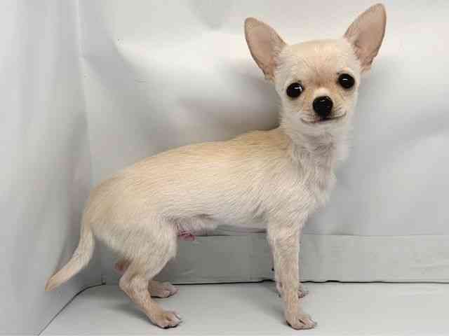 京都府のチワワ(スムース) (ひごペットフレンドリー洛北阪急スクエア店/2025年9月25日生まれ/男の子/クリーム)の子犬の2枚目の画像