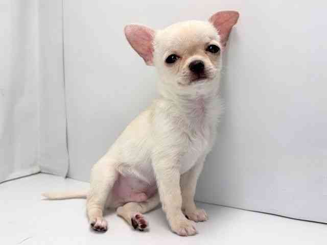 京都府のチワワ(スムース) (ひごペットフレンドリー洛北阪急スクエア店/2025年9月25日生まれ/男の子/クリーム)の子犬の2枚目の画像