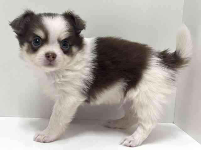 愛知県のチワワ(ロング) (ひごペットフレンドリーららぽーと名古屋みなとアクルス店/2025年9月27日生まれ/男の子/チョコレートクリームホワイト)の子犬の2枚目の画像