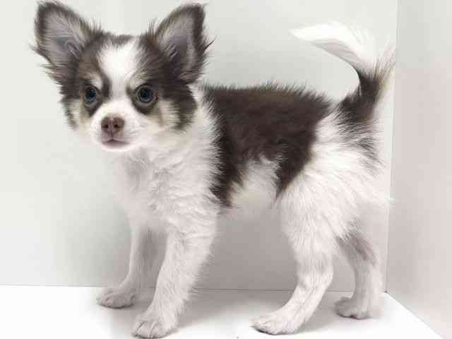 愛知県のチワワ(ロング) (ひごペットフレンドリーららぽーと名古屋みなとアクルス店/2025年9月27日生まれ/男の子/チョコレートクリームホワイト)の子犬の2枚目の画像