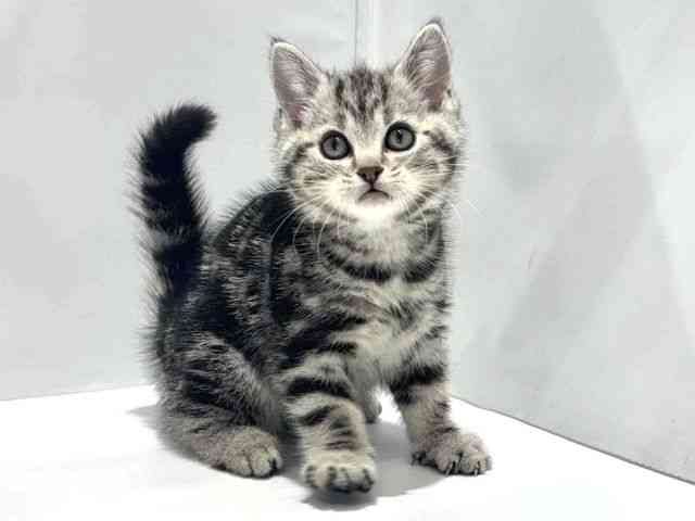 大阪府のアメリカンショートヘアー (ひごペットフレンドリーセブンパーク天美店/2025年9月25日生まれ/男の子/シルバータビー)の子猫の2枚目の画像