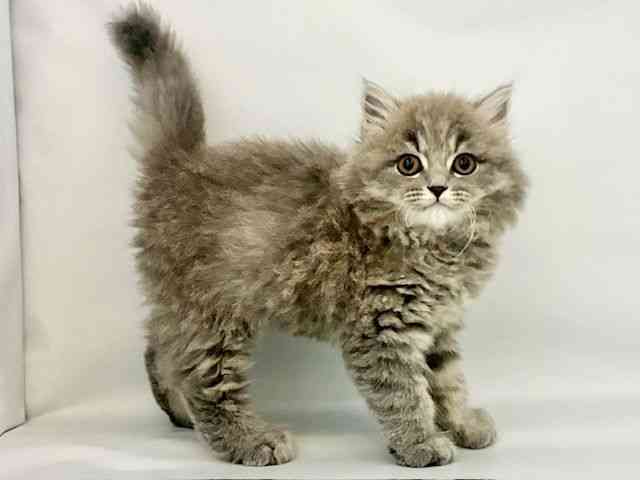 大阪府のスコティッシュフォールド (ひごペットフレンドリー東淀川店/2025年9月27日生まれ/女の子/ブルータビー)の子猫の2枚目の画像