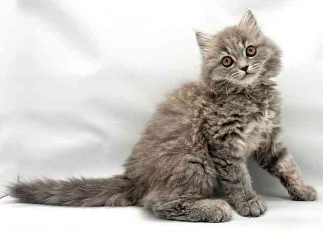 大阪府のスコティッシュフォールド (ひごペットフレンドリー東淀川店/2025年9月27日生まれ/女の子/ブルータビー)の子猫の2枚目の画像