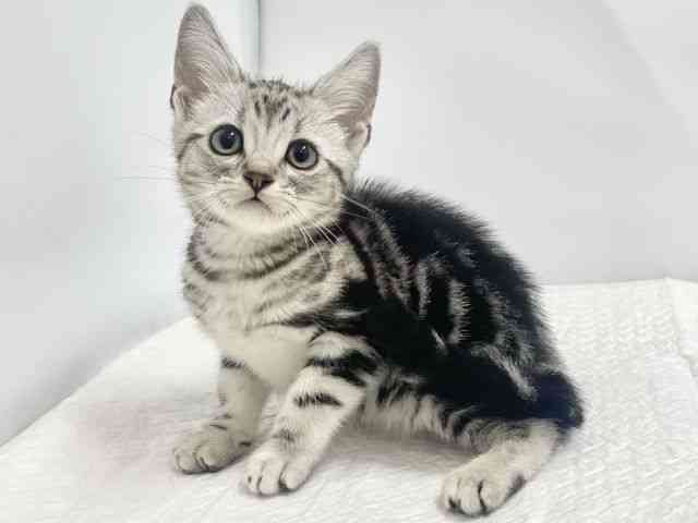 高知県のアメリカンショートヘアー (ひごペットフレンドリーイオンモール高知店/2025年9月27日生まれ/男の子/シルバータビー)の子猫の2枚目の画像