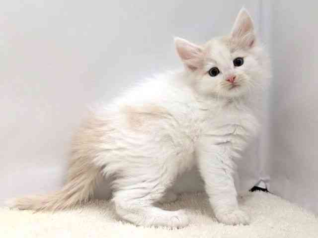 広島県のノルウェージャンフォレストキャット (ひごペットフレンドリーゆめタウン廿日市店/2025年9月27日生まれ/男の子/クリームタビーホワイト)の子猫の2枚目の画像