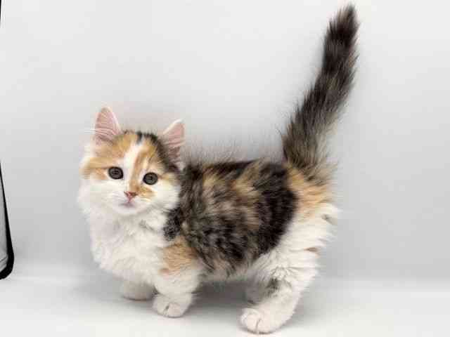 愛知県のマンチカン (ひごペットフレンドリープライムツリー赤池店/2025年9月24日生まれ/女の子/シルバーパッチドタビーホワイト)の子猫の2枚目の画像