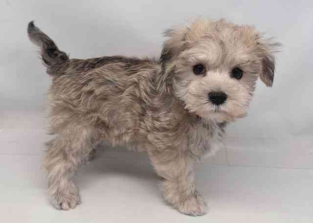 鳥取県のシュナマル/マルシュナ(シュナウザー×マルチーズ) (ひごペットフレンドリーイオンモール鳥取北店/2025年9月27日生まれ/女の子/クリーム)の子犬の2枚目の画像