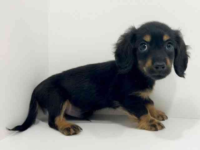 広島県のカニンヘンダックスフンド(ロング) (ひごペットフレンドリーフジグラン神辺店/2025年9月27日生まれ/男の子/ブラックタン)の子犬の2枚目の画像