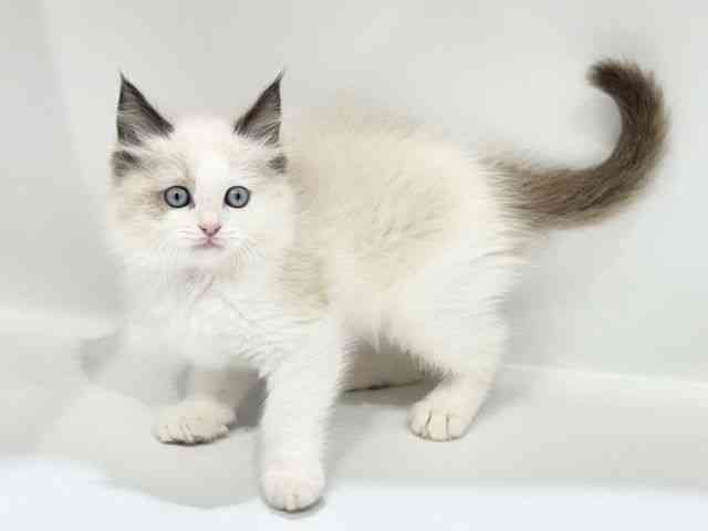 大阪府のラグドール (ひごペットフレンドリーイオンタウン豊中庄内店/2025年9月27日生まれ/男の子/シールポイントバイカラー)の子猫の2枚目の画像