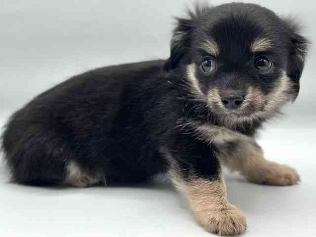 香川県のチワックス(チワワ×ダックス) (ひごペットフレンドリーゆめタウン高松店/2025年9月27日生まれ/女の子/ブラックタン)の子犬の2枚目の画像