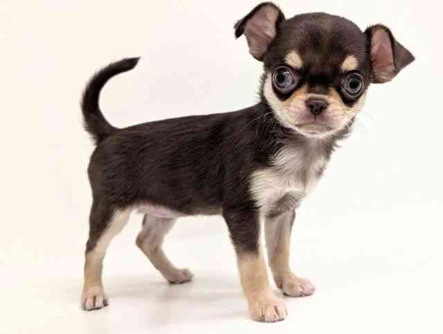 福岡県のチワワ(スムース) (ひごペットフレンドリーリバーウォーク北九州店/2025年9月28日生まれ/女の子/チョコレートタン)の子犬の2枚目の画像