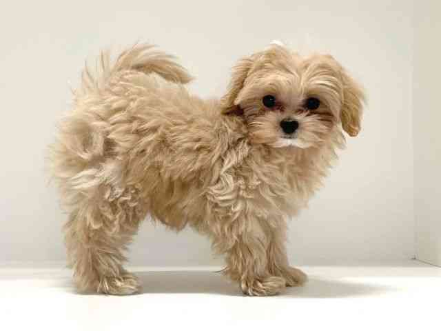 兵庫県のマルプー(マルチーズ×プードル) (ひごペットフレンドリーイトーヨーカドー明石店/2025年9月24日生まれ/男の子/クリーム)の子犬の2枚目の画像