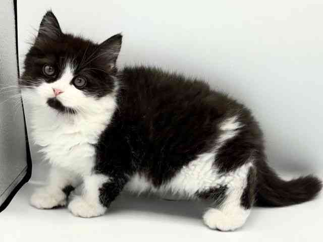愛知県のスコティッシュフォールド (ひごペットフレンドリープライムツリー赤池店/2025年9月24日生まれ/男の子/ブラックホワイト)の子猫の2枚目の画像