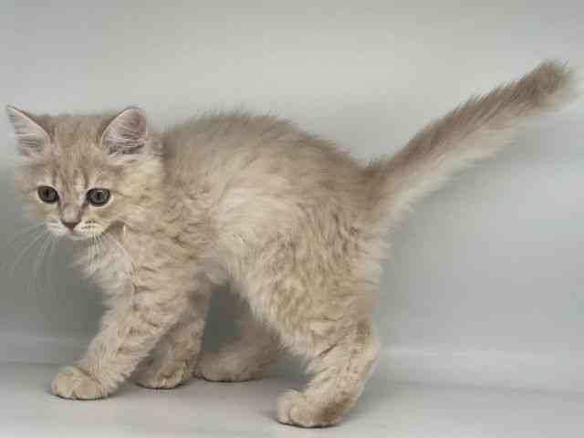 徳島県のスコティッシュフォールド (ひごペットフレンドリーゆめタウン徳島店/2025年9月24日生まれ/男の子/クリームタビー)の子猫の2枚目の画像