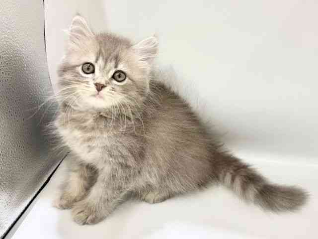 大阪府のスコティッシュフォールド (ひごペットフレンドリーイオンタウン豊中庄内店/2025年9月28日生まれ/男の子/ブルータビー)の子猫の2枚目の画像