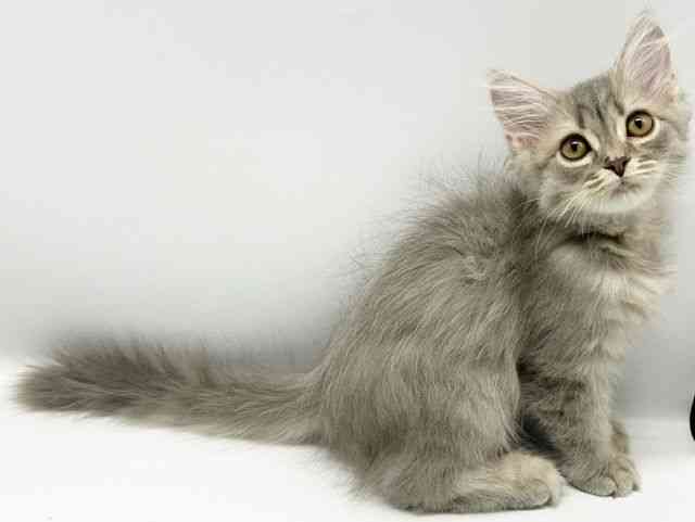 大阪府のスコティッシュフォールド (ひごペットフレンドリーイオンタウン豊中庄内店/2025年9月28日生まれ/男の子/ブルータビー)の子猫の2枚目の画像