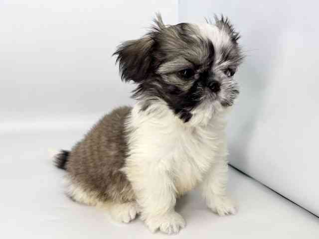 徳島県のチワズー/チワシーズ(チワワ×シーズー) (ひごペットフレンドリーゆめタウン徳島店/2025年9月27日生まれ/男の子/ホワイトゴールド)の子犬の2枚目の画像