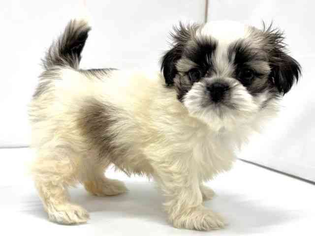 大阪府のチワズー/チワシーズ(チワワ×シーズー) (ひごペットフレンドリーイオンタウン茨木太田店/2025年9月27日生まれ/男の子/ゴールドホワイト)の子犬の2枚目の画像