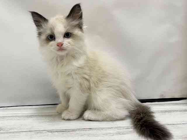 和歌山県のラグドール (ひごペットフレンドリーパームシティ和歌山店/2025年9月25日生まれ/女の子/シールポイントバイカラー)の子猫の2枚目の画像