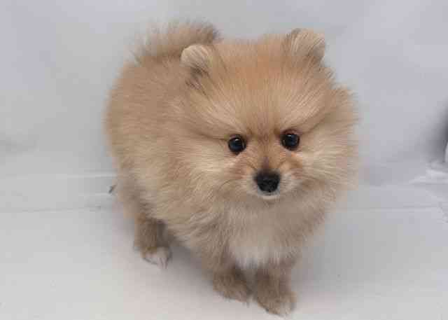 鳥取県のポメラニアン (ひごペットフレンドリーイオンモール鳥取北店/2025年9月27日生まれ/男の子/ウルフセーブル)の子犬の2枚目の画像