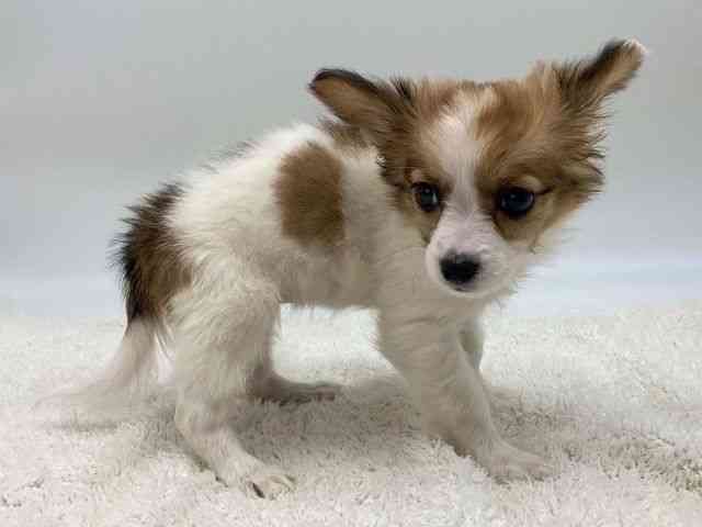 島根県のパピチー/チワパピ(パピヨン×チワワ) (ひごペットフレンドリーイオンモール出雲店/2025年9月28日生まれ/女の子/ホワイトレッド)の子犬の2枚目の画像