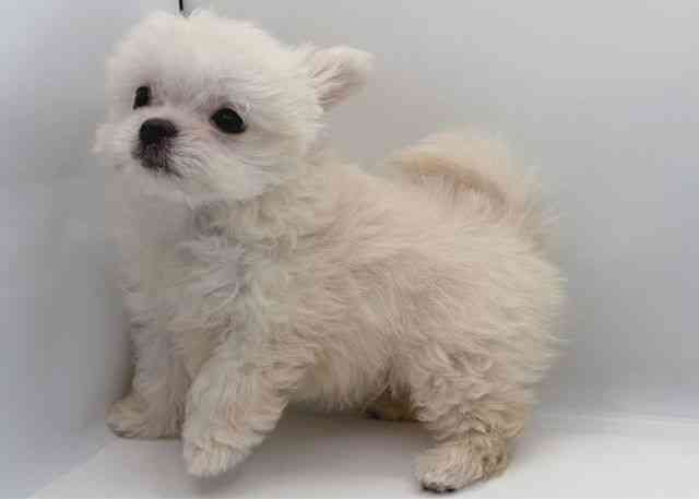 島根県のチワマル/マルチワ(チワワ×マルチーズ) (ひごペットフレンドリーイオン松江ショッピングセンター店/2025年9月27日生まれ/男の子/ホワイト)の子犬の2枚目の画像