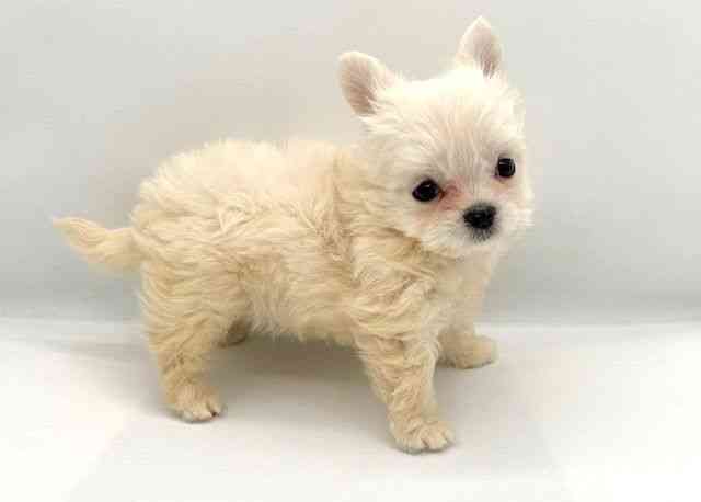 島根県のチワマル/マルチワ(チワワ×マルチーズ) (ひごペットフレンドリーイオン松江ショッピングセンター店/2025年9月27日生まれ/男の子/ホワイト)の子犬の2枚目の画像