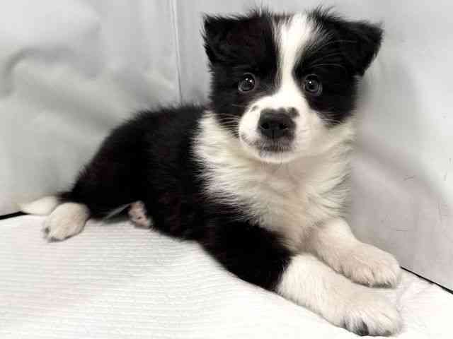 大阪府のボーダーコリー (ひごペットフレンドリー堺プラットプラット店/2025年9月28日生まれ/男の子/ブラックホワイト)の子犬の2枚目の画像