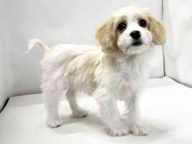 愛媛県のハーフ犬・ミックス犬 (ひごペットフレンドリーイオンモール今治新都市店/2025年9月26日生まれ/女の子/ホワイトクリーム)の子犬の2枚目の画像