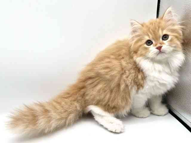 京都府のスコティッシュフォールド (ひごペットフレンドリーイオンモール高の原店/2025年9月28日生まれ/女の子/レッドタビーホワイト)の子猫の2枚目の画像