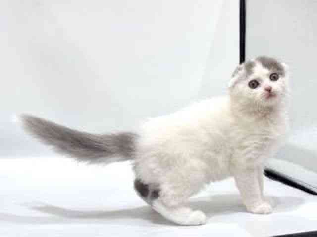 愛知県のスコティッシュフォールド (ひごペットフレンドリーヴィアモール アピタ江南西店/2025年9月24日生まれ/女の子/ブルータビーホワイト)の子猫の2枚目の画像