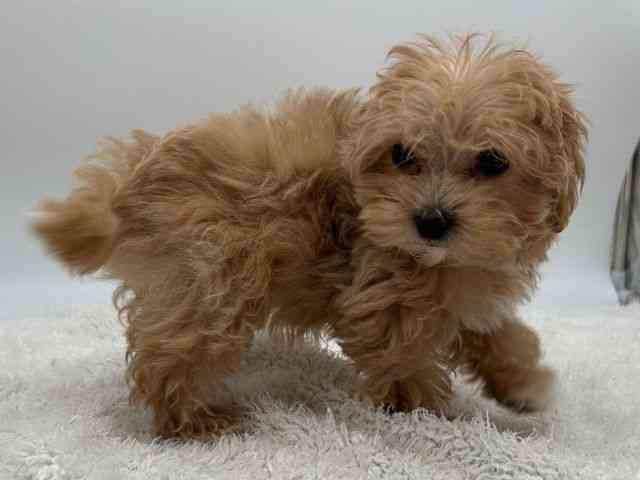 島根県のマルプー(マルチーズ×プードル) (ひごペットフレンドリーイオンモール出雲店/2025年9月26日生まれ/女の子/アプリコット)の子犬の2枚目の画像