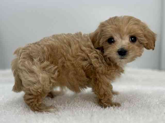 島根県のマルプー(マルチーズ×プードル) (ひごペットフレンドリーイオンモール出雲店/2025年9月26日生まれ/女の子/アプリコット)の子犬の2枚目の画像