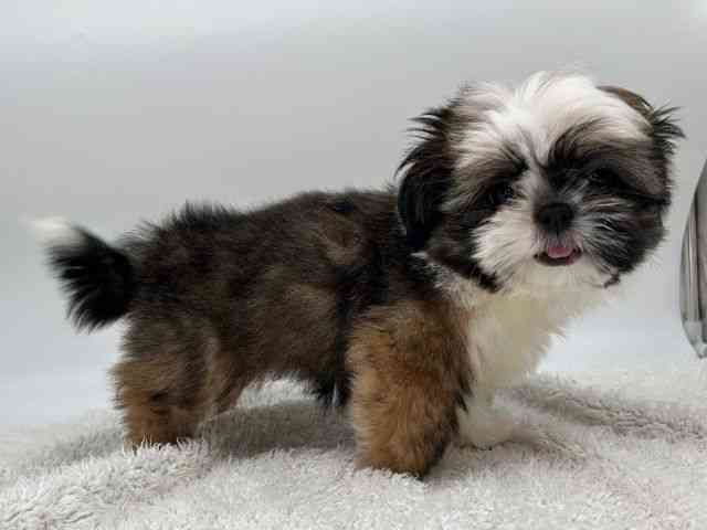 島根県のチワズー/チワシーズ(チワワ×シーズー) (ひごペットフレンドリーイオンモール出雲店/2025年9月27日生まれ/女の子/ホワイトゴールド)の子犬の2枚目の画像