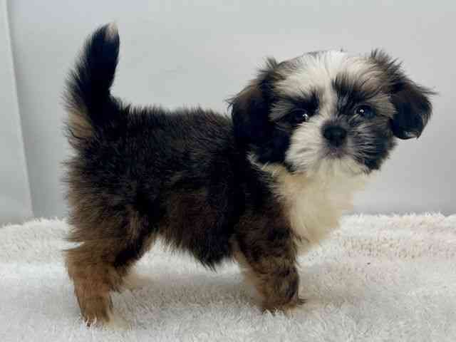 島根県のチワズー/チワシーズ(チワワ×シーズー) (ひごペットフレンドリーイオンモール出雲店/2025年9月27日生まれ/女の子/ホワイトゴールド)の子犬の2枚目の画像