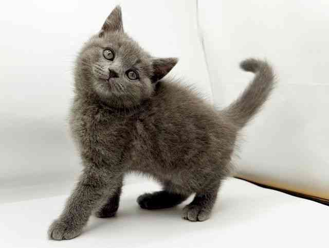 兵庫県のブリティッシュショートヘアー (ひごペットフレンドリーコロワ甲子園店/2025年9月28日生まれ/男の子/ブルー)の子猫の2枚目の画像